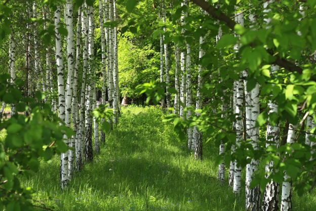 What the Wood Element Teaches Us About Movement