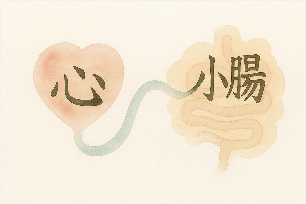 The Small Intestine as the Heart’s Silent Strategist
